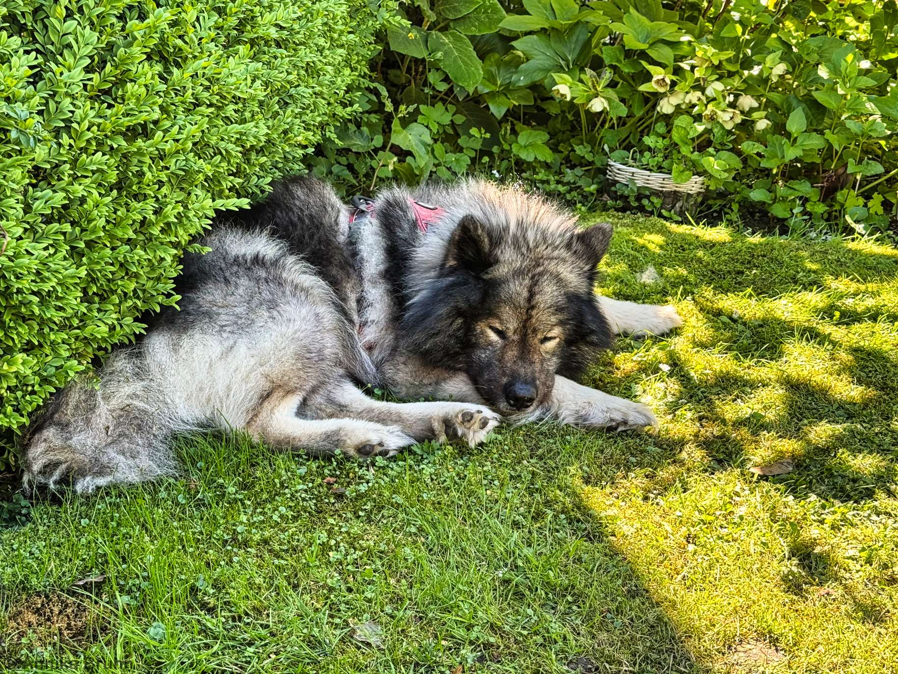 Q macht eine Mittagstunde im Garten